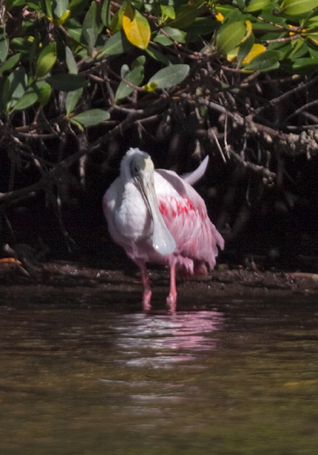 Platalea ajaja Threskiornithidae