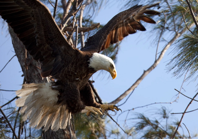 Haliaeetus leucocephalus Accipitridae