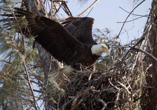 Haliaeetus leucocephalus Accipitridae