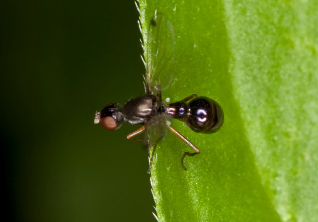 Sepsis sp. Sepsidae