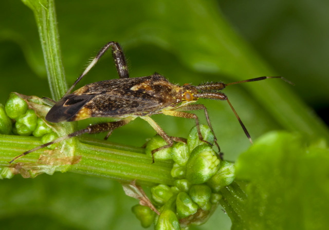 Neurocolpus sp. Miridae