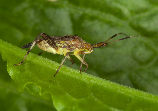 Neurocolpus sp. Miridae