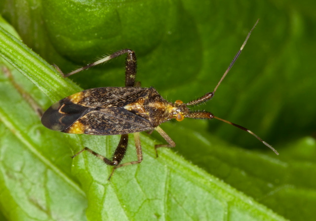 Neurocolpus sp. Miridae