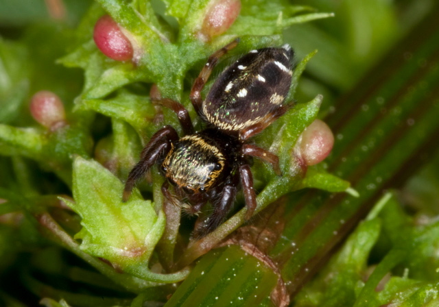 Paraphidippus aurantius Salticidae