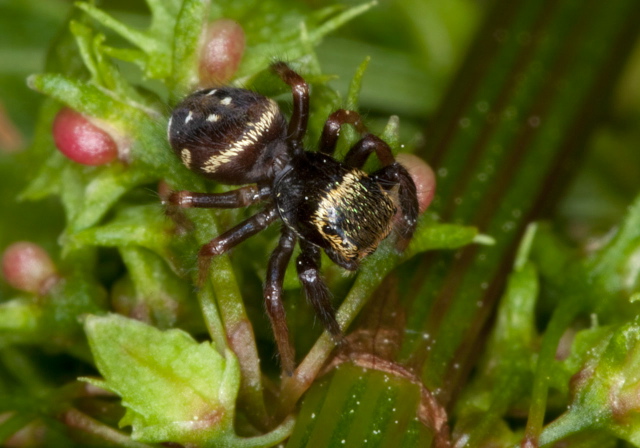 Paraphidippus aurantius Salticidae