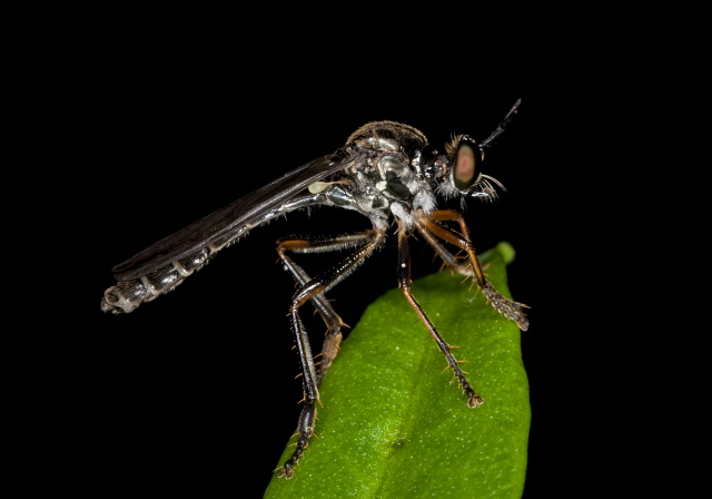 Dioctria hyalipennis? Asilidae