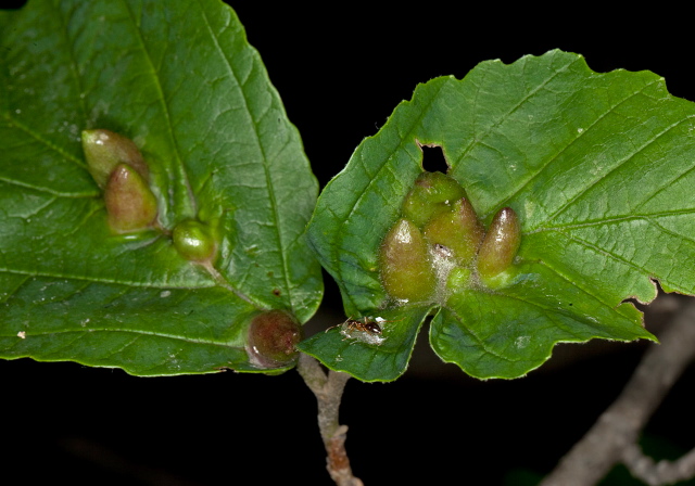 Hormaphis hamamelidis Aphididae