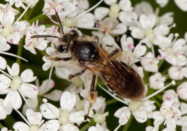 Andrena (Larandrena) miserabilis Andrenidae