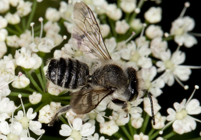 Megachile (Litomegachile) mendica? Megachilidae