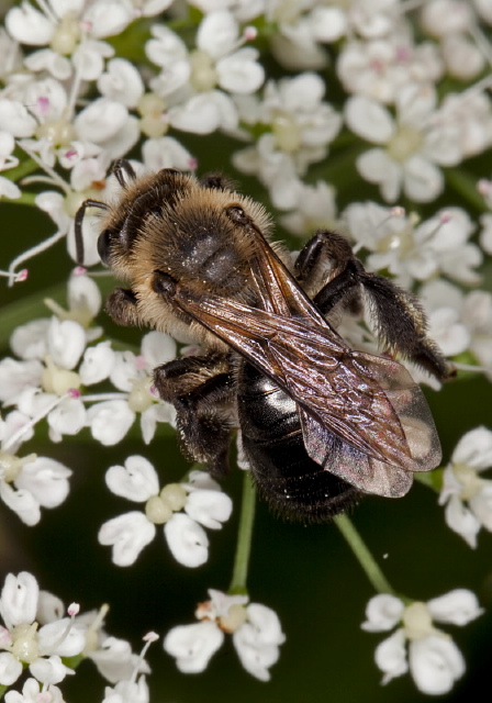 Andrena (Melandrena) vicina Andrenidae