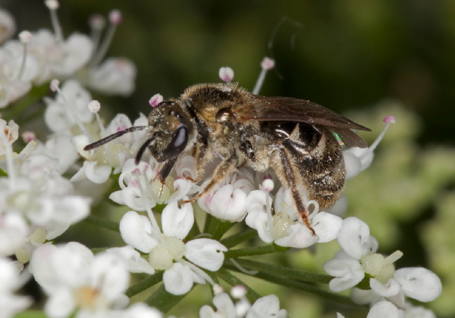 Lasioglossum (Dialictus) sp. Halictidae