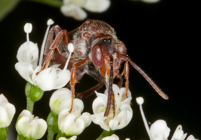 Nomada articulata Apidae