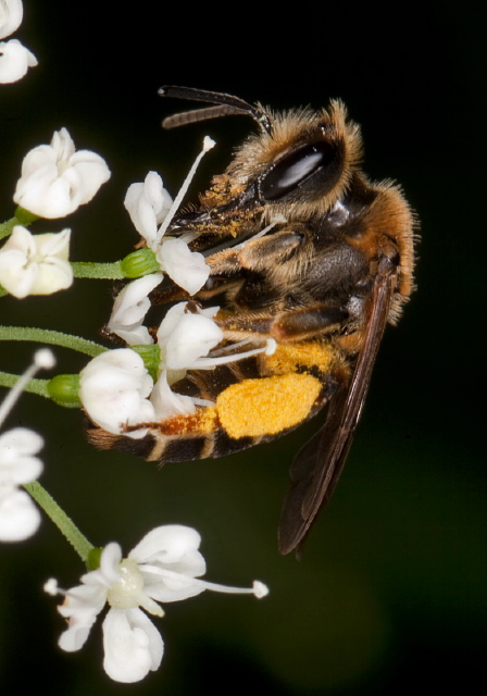 Andrena (Taeniandrena) wilkella Andrenidae