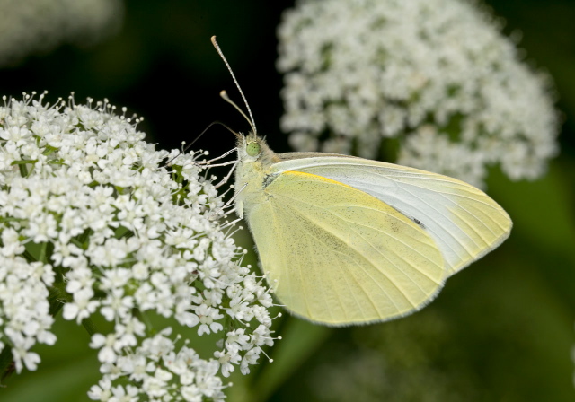 Pieris rapae Pieridae