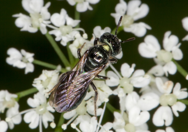 Ceratina (Zadontomerus) sp. Apidae