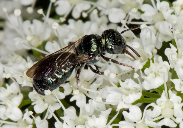 Ceratina (Zadontomerus) sp. Apidae