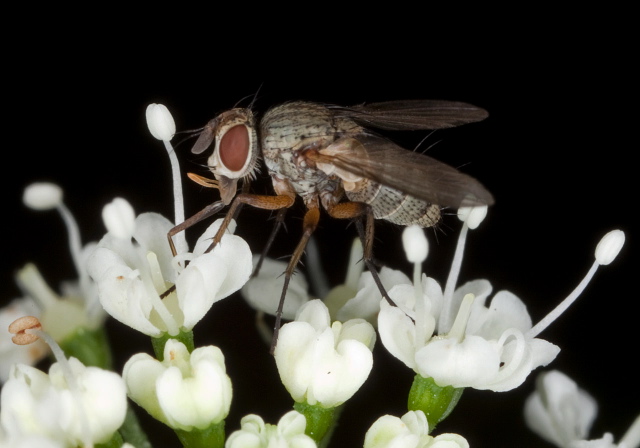 Siphona illinoiensis? Tachinidae