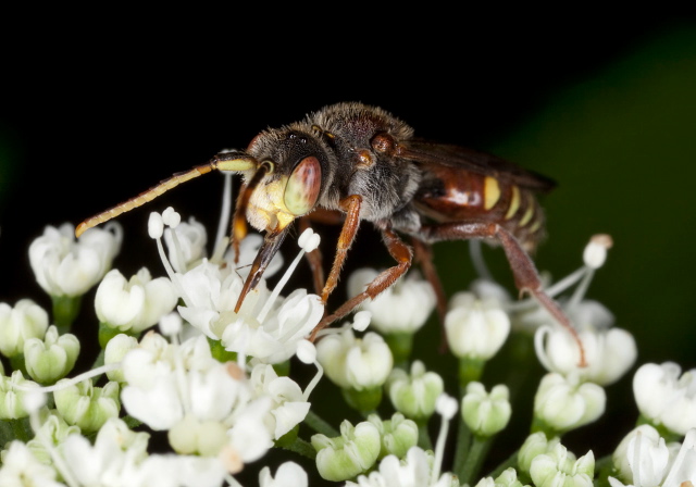 Nomada articulata Apidae