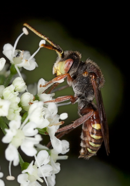 Nomada articulata Apidae