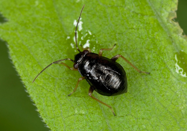 Slaterocoris stygicus? Miridae