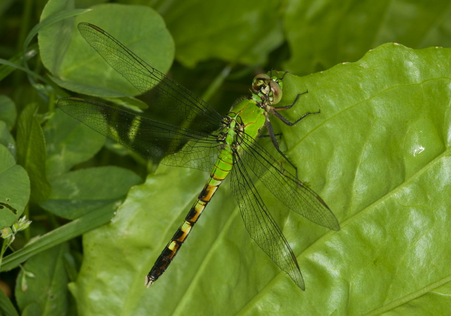 Erythemis simplicicollis Libellulidae