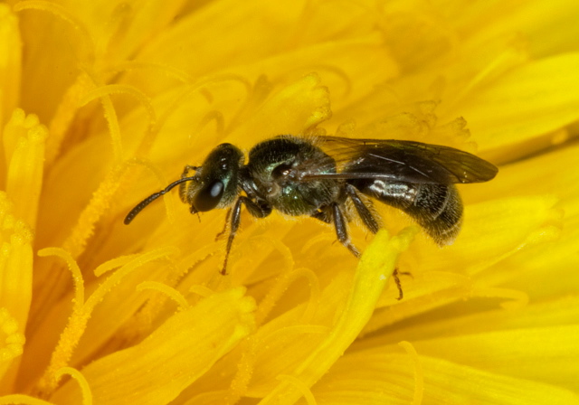 Lasioglossum (Dialictus) sp. Halictidae