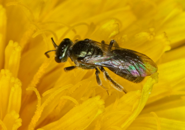 Lasioglossum (Dialictus) sp. Halictidae