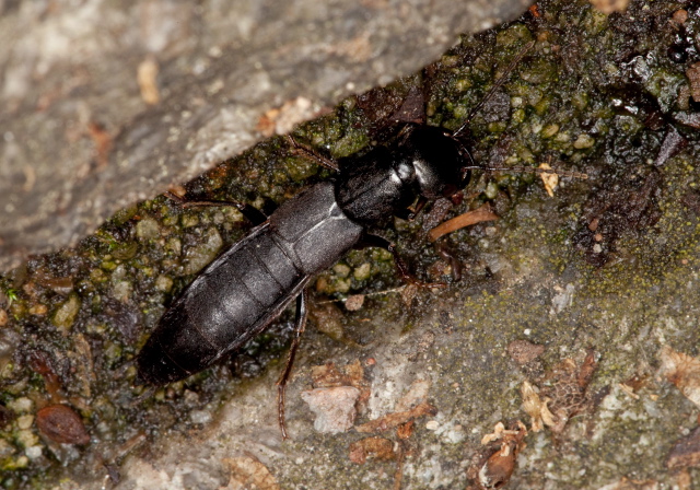 Tasgius winkleri Staphylinidae