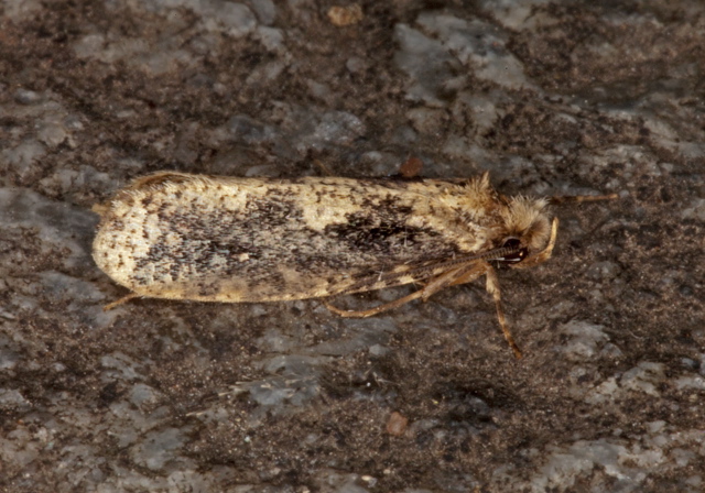 Tinea mandarinella? Tineidae