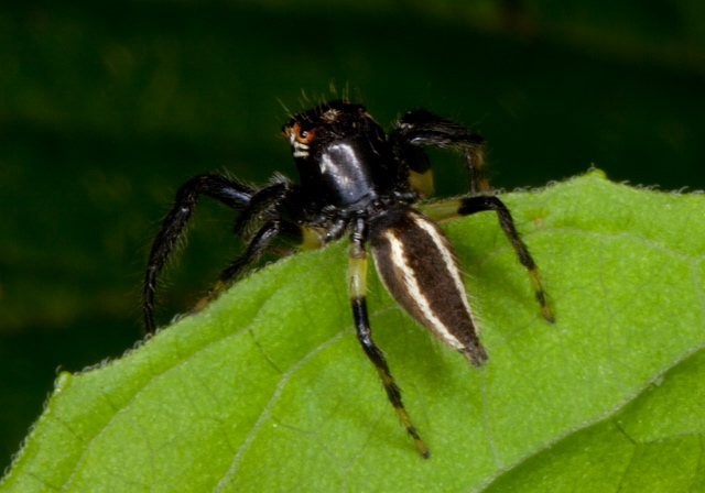 Thiodina sylvana? Salticidae