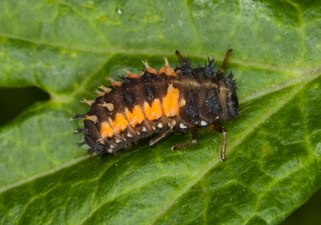 Harmonia axyridis Coccinellidae