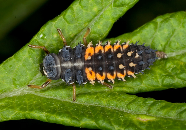 Harmonia axyridis Coccinellidae