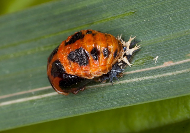 Harmonia axyridis Coccinellidae