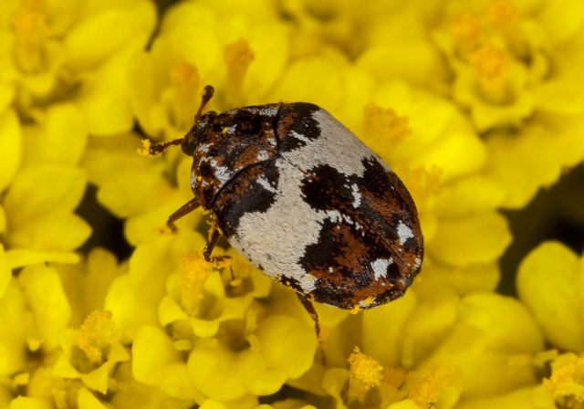 Anthrenus pimpinellae Dermestidae