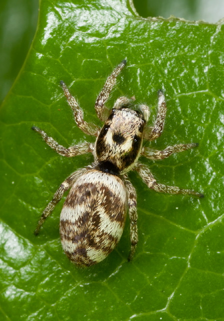 Salticus scenicus Salticidae