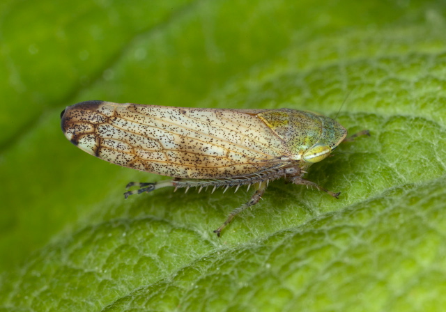 Fieberiella florii Cicadellidae