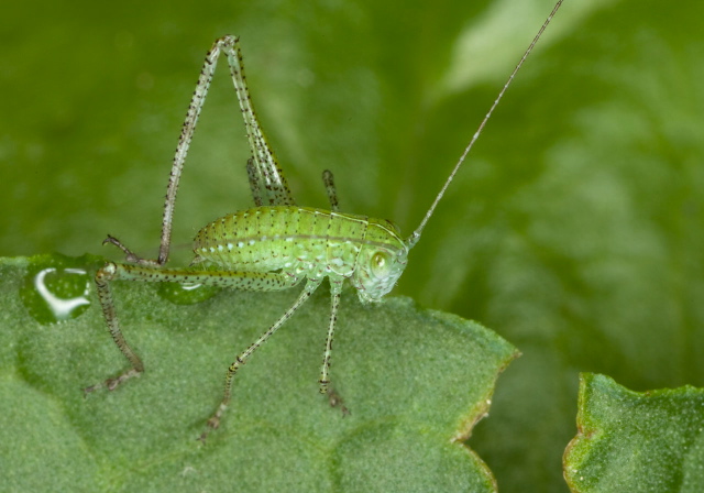 Phaneroptera nana? Tettigoniidae