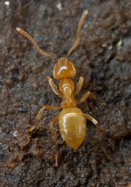 Lasius sp. Formicidae