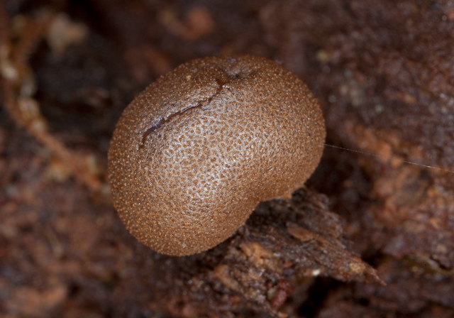 Lycogala epidendrum? Reticulariaceae