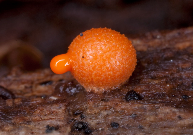 Lycogala epidendrum? Reticulariaceae