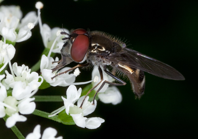 Platycheirus sp.? Syrphidae