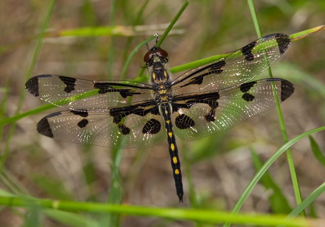 Celithemis fasciata Libellulidae