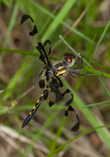 Celithemis fasciata Libellulidae