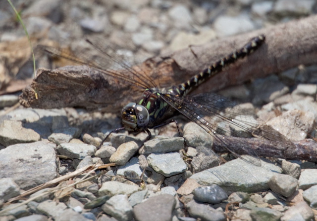 Gomphaeschna furcillata Aeshnidae