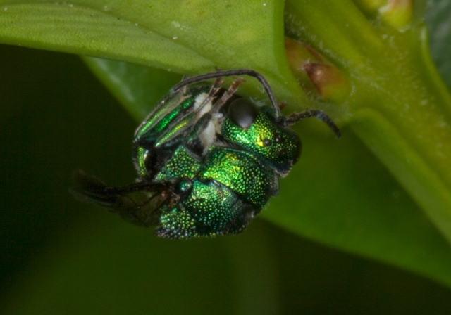   Chrysididae