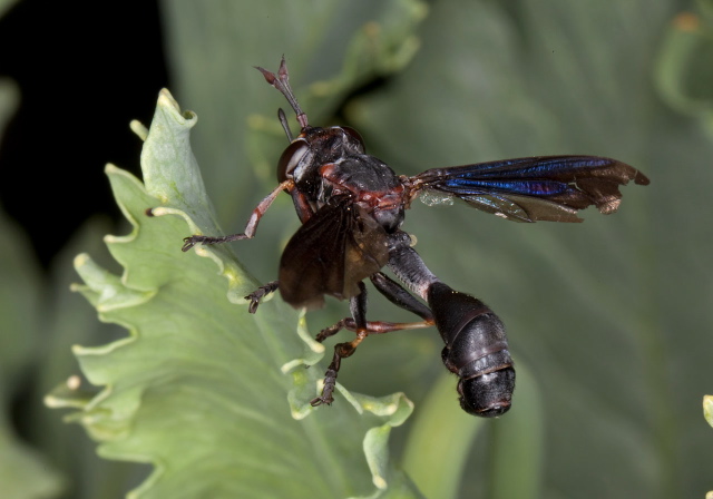 Physocephala sp. Conopidae