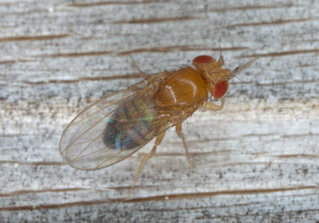 Drosophila sp. Drosophilidae