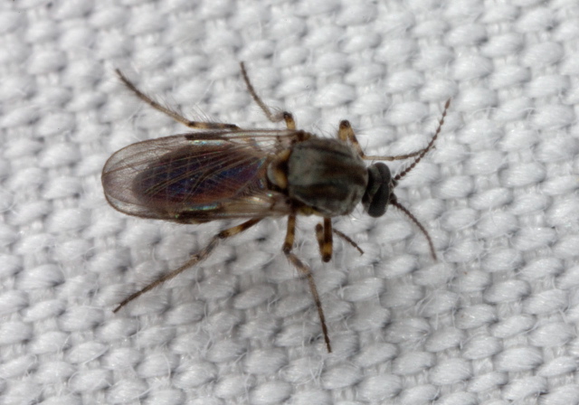 Dasyhelea sp. Ceratopogonidae