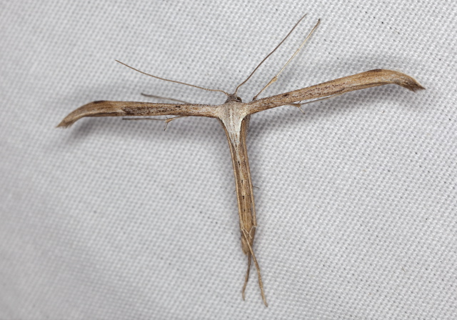 Emmelina monodactyla Pterophoridae