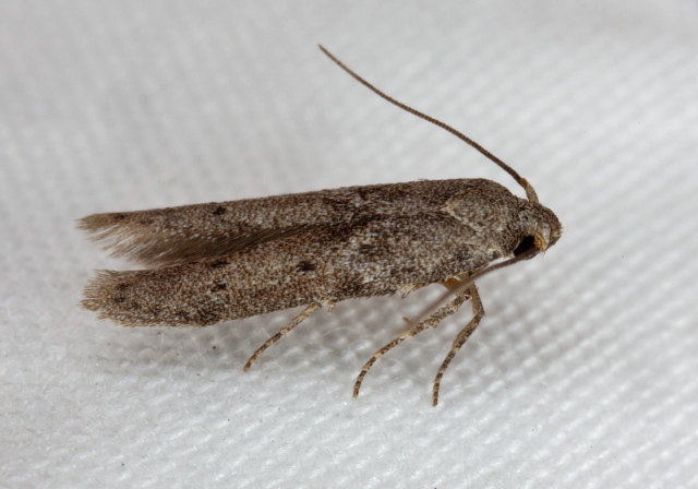 Blastobasis glandulella Coleophoridae